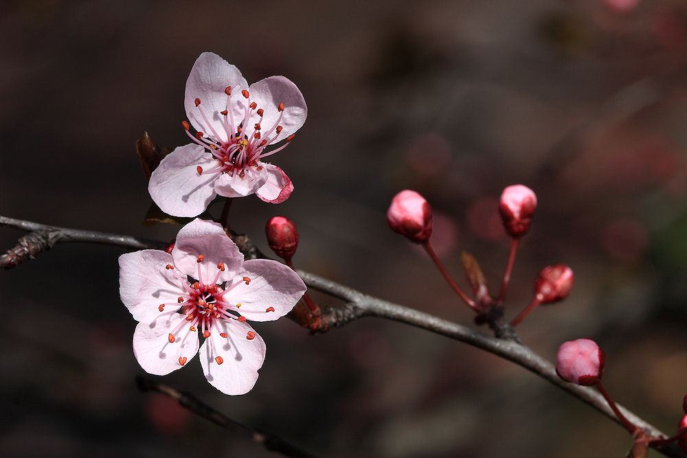 Prunus dulcis / Mandorlo